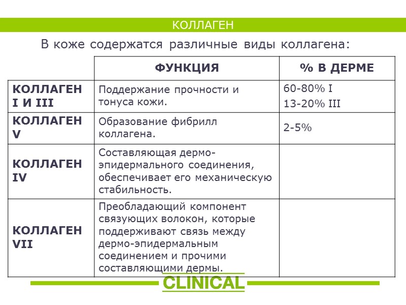 КОЛЛАГЕН В коже содержатся различные виды коллагена: